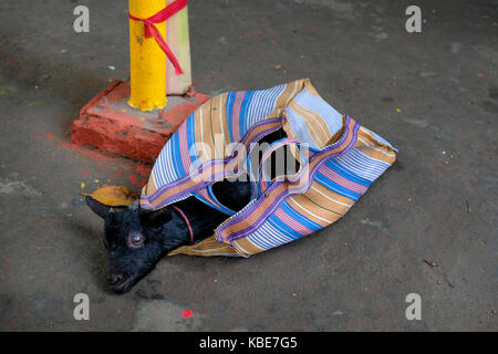 Devotees sacrifice a small black goat as an offering for the goddess Maa Durga during the Durga Puja Festival, India 2017. Stock Photo