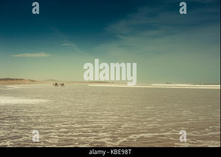 Camels on the beach at Essaouira, Morocco Stock Photo