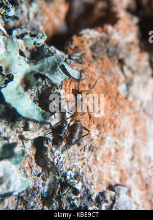 Wood ant on a tree trunk Stock Photo