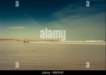 Camels on the beach at Essaouira, Morocco Stock Photo