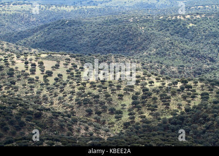 Dehesa in Extremadura, Spain. Stock Photo