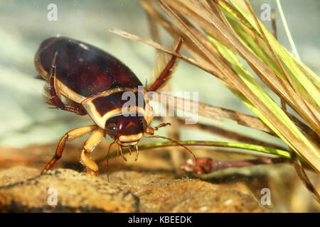 Great diving beetle (Dytiscus marginalis) Stock Photo