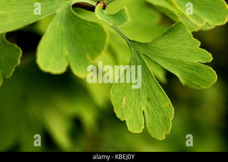 leaf of a ginkgo Stock Photo