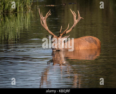 A large Red Deer Stag with a fine set of antlers cooling off in a stream on a hot Summer's day. Seen in Bushy Park, London, UK Stock Photo