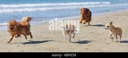 four little dogs running on the beach Stock Photo