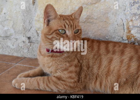 Handsome ginger male cat looking alert. Stock Photo