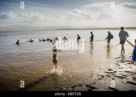 Ynyslas Wales UK, Friday 29 September 2017 UK Weather: A group of undergraduate students from Aberystwyth University on a marine biology field course using a seine net to sample the sea life in the waters off the beach at Ynyslas on the west coast of Wales. (Helped by Sphagnum - a three year old springer spaniel!) Ynyslas Beach is part of the Dyfi National Nature Reserve, managed by Natural Resources Wales Photo Credit: keith morris/Alamy Live News Stock Photo