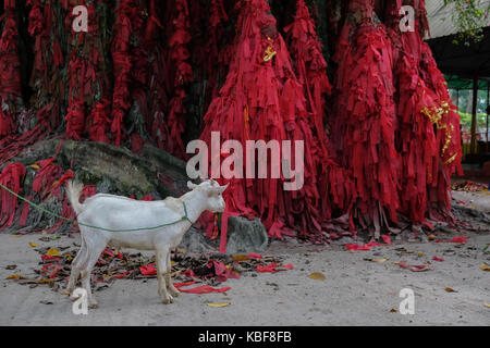 Devotees sacrifice a small white goat as an offering for the goddess Maa Durga during the Durga Puja Festival, India 2017. Stock Photo