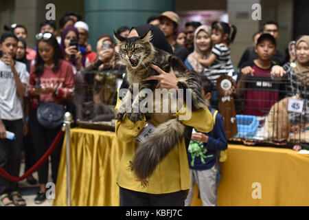 Kuala Lumpur, MALAYSIA. 30th Sep, 2017. A MAINECOON cat pictured during the Cat Expo Malaysia at MATRADE Exhibition and Convention Center in Kuala Lumpur, Malaysia on September 30 2017.Cat Expo Malaysia, the largest feline-related exhibition in Malaysia. Cat Expo Malaysia will feature 120 booths, showcasing more than 500 latest cat species, cat-related products & services in the market today. Main highlights of the event is the Largest FIFE International Cat Competition, gathering more than 480 contestants for 2 days. Credit: Chris Jung/ZUMA Wire/Alamy Live News Stock Photo