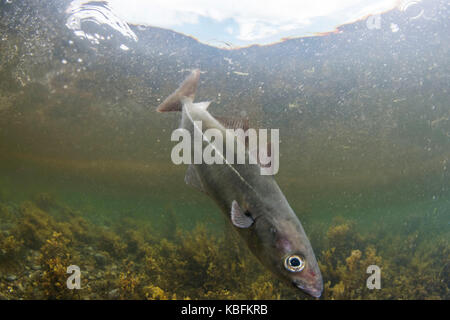 Coalfish underwater Stock Photo