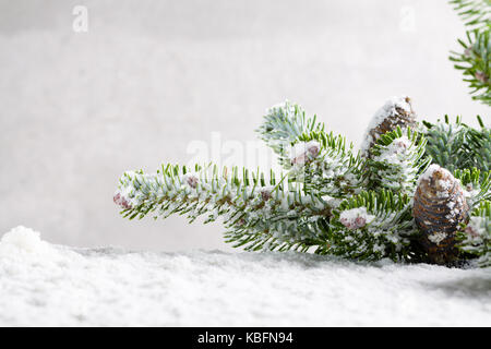 Spruce twig with cones sprinkled with snow. Stock Photo