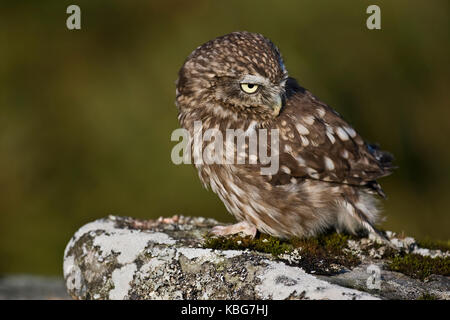 A captive Little owl on a Lichen covered stone Stock Photo