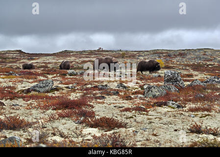 Muskox in the tundra Stock Photo