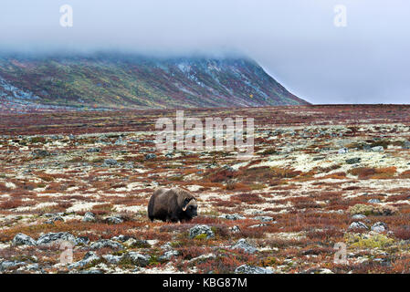 Muskox in the tundra Stock Photo