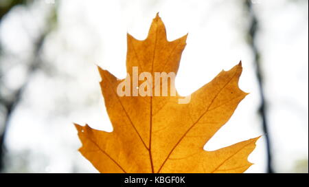 Colored leaves falling from the sky Stock Photo