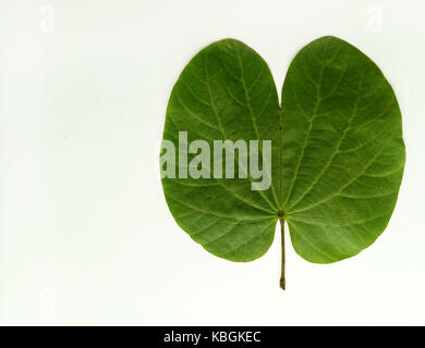 Sacred Leaf Hindu Devotional Festival Stock Photo