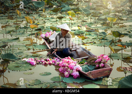 Thailand women harvest lotus flower on the lake Stock Photo