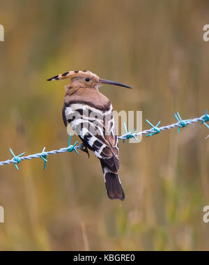 Rear view close up of rare, wild UK hoopoe bird (Upupa epops) isolated outdoors, perching on barbed wire in open grassland habitat, UK. Stock Photo