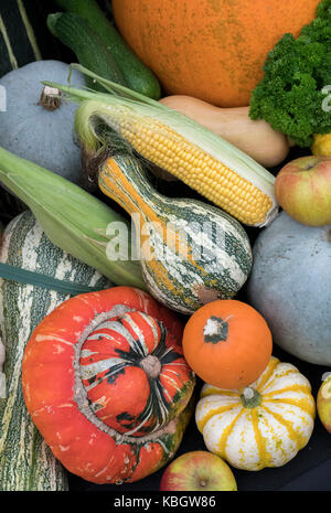 Pumpkin, gourd and squash display at the Malvern Autumn Show, Worcestershire, UK Stock Photo