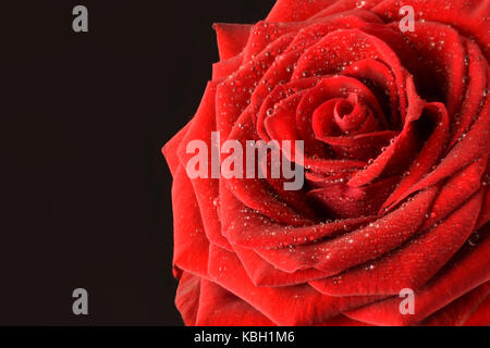 single red rose isolated on a black background Stock Photo