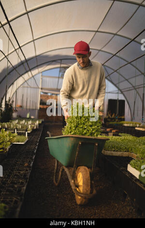 Young farmer working in greenhouse Stock Photo