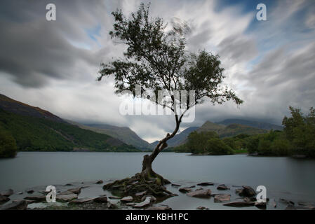 lone tree on ellyn padarn in llanberis snowdonia Stock Photo