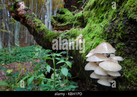 Mushrooms on the tree with a moss Stock Photo