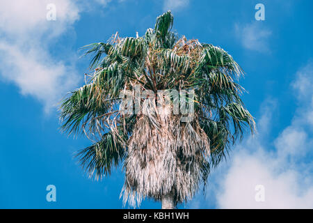Barcelona Botanical Gardens, Barcelona Spain Stock Photo
