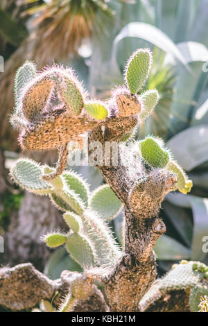 Barcelona Botanical Gardens, Barcelona Spain Stock Photo