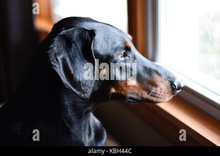 5 yr old Doberman Pinscher looking out my window Stock Photo