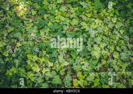 Barcelona Botanical Gardens, Barcelona Spain Stock Photo