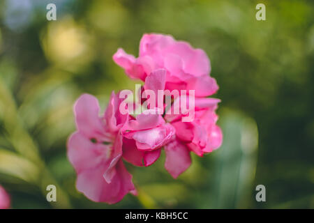 Barcelona Botanical Gardens, Barcelona Spain Stock Photo