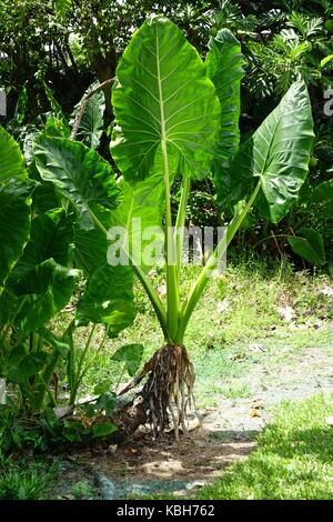 Taro or Kalo plant Stock Photo - Alamy