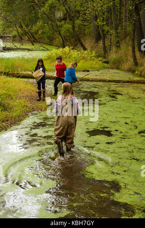 Kids walk in the water with their teacher as they learn about aquatic biology and other environmental education activities at Upham Woods Outdoor Lear Stock Photo