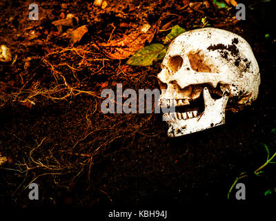 Beside of human skull buried in the soil.The skull has dirt attached to the skull.concept of death and Halloween Stock Photo