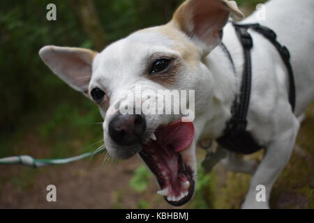 Jack Russel with tounge sticking out Stock Photo