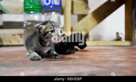 Domestic thai cat and newborn baby cat on floor in house Stock Photo