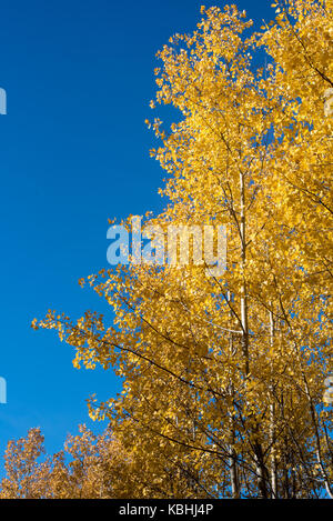 Vibrant yellow leaves against a bright blue sky Stock Photo