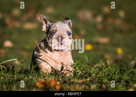 Horizontal photo of a merle colored English bulldog puppy with bright blue eyes running in the green grass towards the camera Horizontal photo of a merle colored English bulldog puppy with bright blue eyes running in the green grass towards the camera