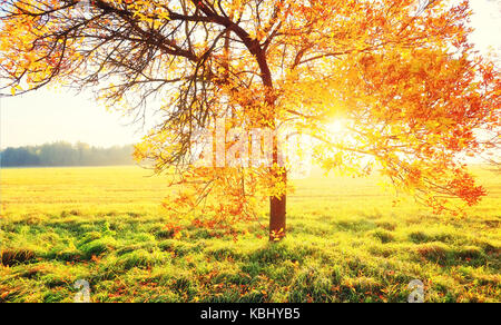 Autumn background. Tree with colorful foliage in morning sunlight. Vibrant autumn natural scene. Stock Photo