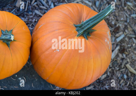 Pumpkins Stock Photo
