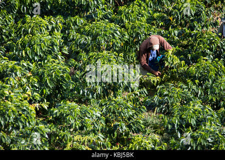 Coffee picker or cafetero at Hacienda Venecia Coffee Farm, Manizales, Colombia Stock Photo