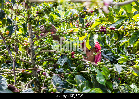 Coffee picker or cafetero at Hacienda Venecia Coffee Farm, Manizales, Colombia Stock Photo