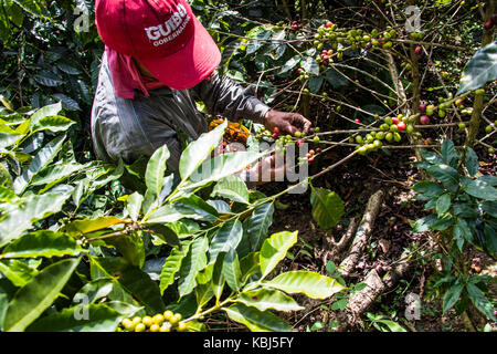 Coffee picker or cafetero at Hacienda Venecia Coffee Farm, Manizales, Colombia Stock Photo