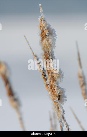 Broadleaf cattail flower, bulrush in the snow in winter, Typha latifolia on frozen lake Stock Photo