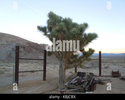 Joshua tree Stock Photo