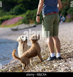 Dogs waiting for owner to throw ball in water Stock Photo