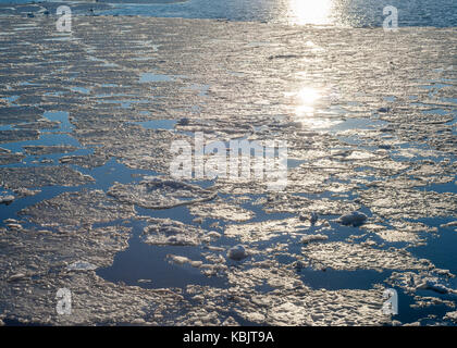 Melting sheet of ice floating on water reflecting bright sunlight in late afternoon. Stock Photo