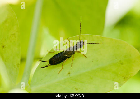 Common earwig bug, aka pincher bug on leaf (Forficula auricularia) - USA Stock Photo