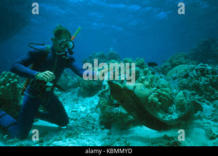 Giant moray (Gymnothorax javanicus), 2 m long, being fed by scuba diver. Ribbon Reef, Great Barrier Reef Marine Park, Queensland, Australia Stock Photo